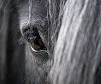 Close-up of a horse's eye