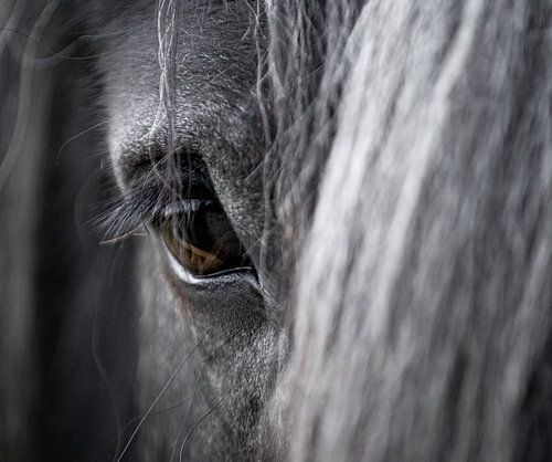 Close-up of a horse's eye