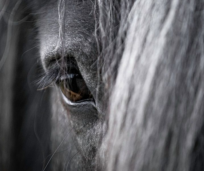 Close-up van een paardenoog van Sharon de Groot