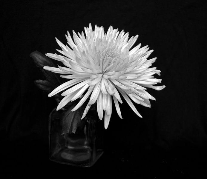 Chrysantheme von Jose Lok