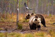 Young bears by Petra ter Veer thumbnail