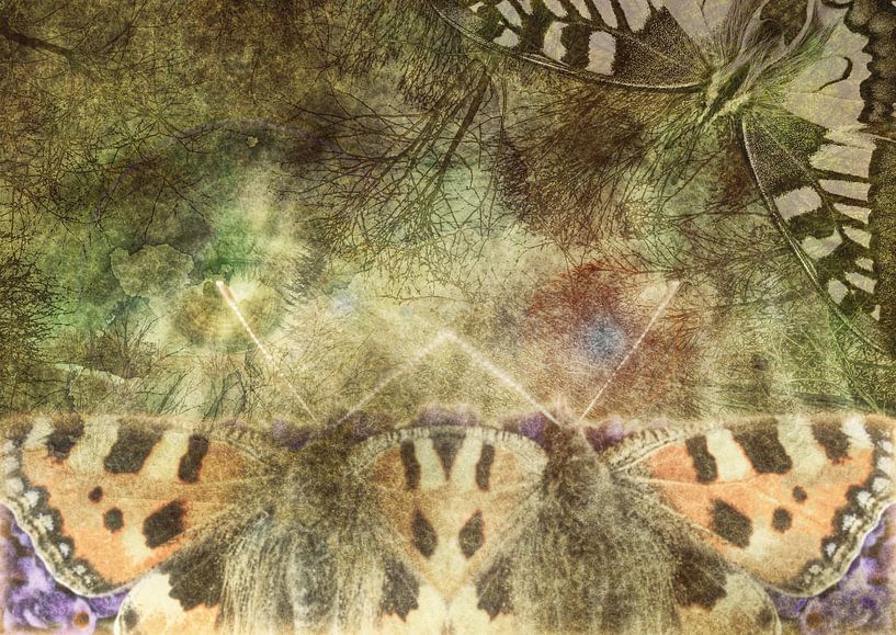 I remember butterflies by Andreas Schulte