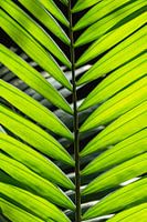 Mooi groen palmblad