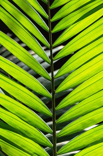 Beautiful green palm leaf