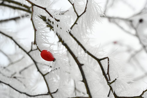 Hagebuttenzweige mit langen gefrorenen Eisnadeln vom Rauhreif im Winter, Kopierraum, ausgewählter Fo