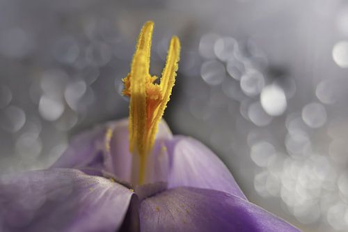 krokus