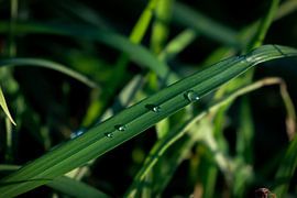 Perlende Tautropfen von Ilona Water