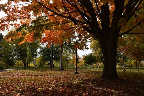Een park in de herfst