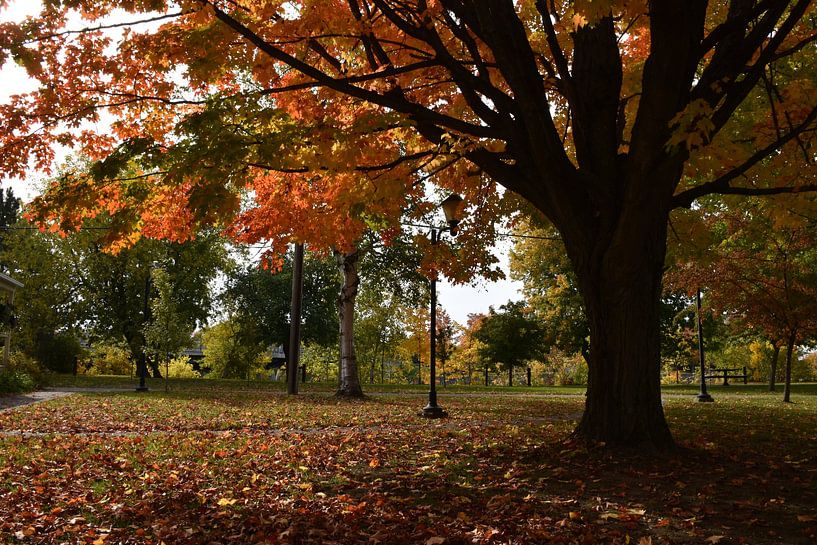 Ein Park im Herbst von Claude Laprise