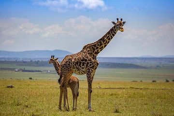 Masai-giraffe met kind van Peter Michel