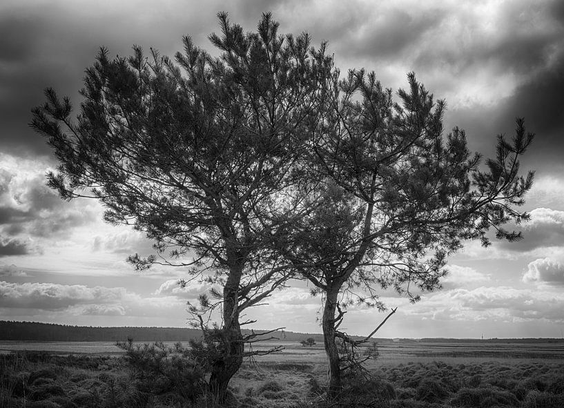 Atmosphere on the high Veluwe by Hans Lubout