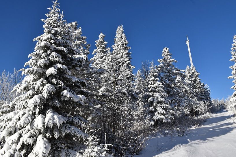 A snowy forest after the storm by Claude Laprise