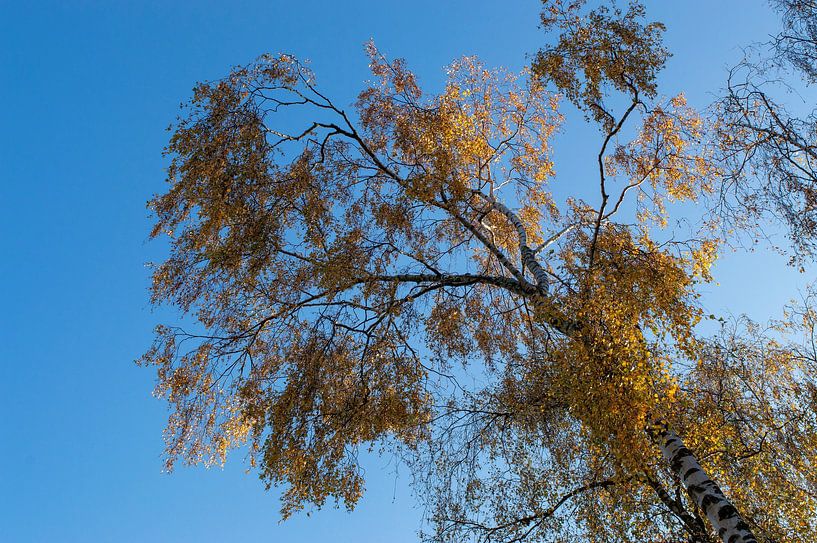 Birch with golden leaves by Diana Mets