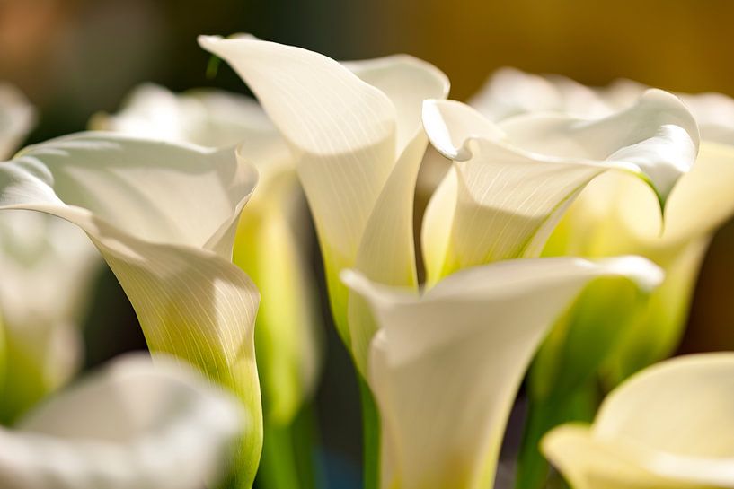 Calle lilies by Martien Janssen