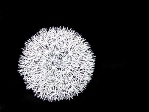 World of Contrasts (Pluizenbol van Paardenbloem in zwart-wit)
