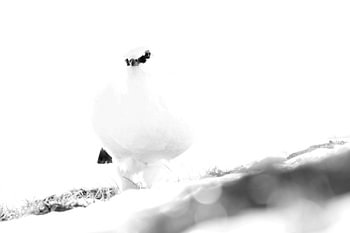 Spitsbergen Alpensneeuwhoen in de sneeuw