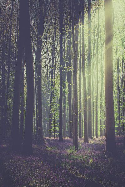 Aube de la forêt enchantée par An Rogier