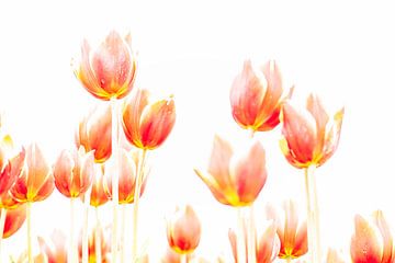 Zarte rot/gelbe Tulpen im Feld. von Ron van der Stappen