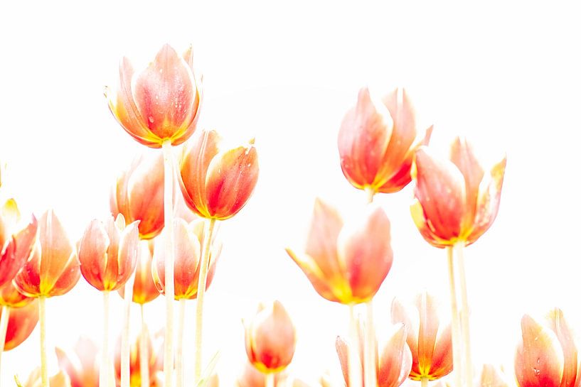 Soft red/yellow tulips in field. by Ron van der Stappen