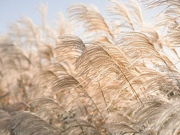 Waving reed plumes in soft light by Mayra Fotografie