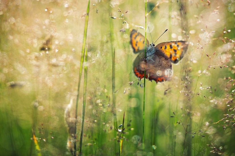 Small fire moth in the morning dew by Karin de Jonge