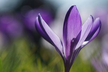 Springen von Carla Mesken-Dijkhoff