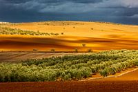 Wisselend licht in dit rode oranje, groene en rode landschap