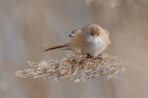 Bartmeise an einem kalten Wintertag.