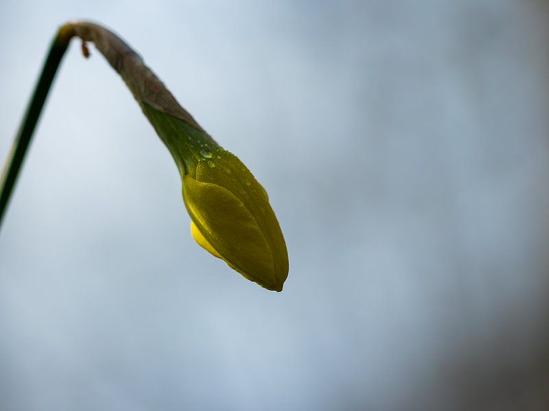 Narcis van Diane van Veen