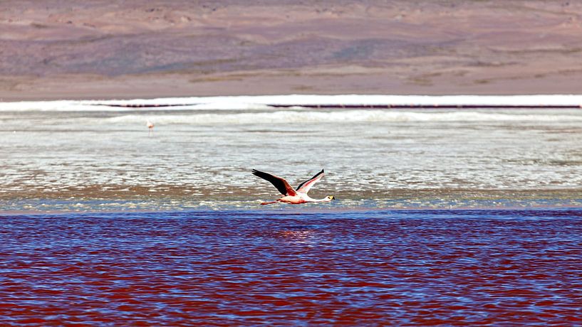 The flamingos of Laguna Colorada by Roland Brack