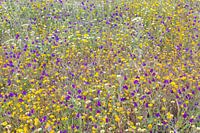 Bloemenweide