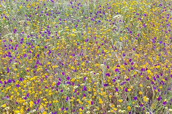 Bloemenweide