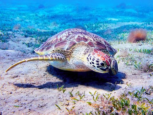 Sea turtle landing in the sand