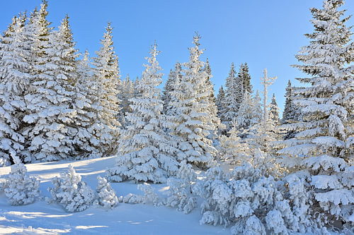 Snow-covered trees in a wintry woodland landscape