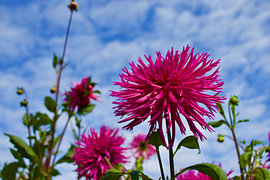 Wunderschöne Blumen in der Sonne von Gregor Abbas
