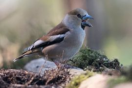 Apfelfink von Merijn Loch