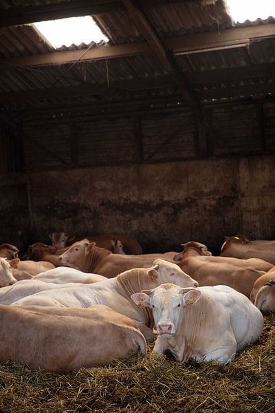 Stiere im Stall von Janine Bekker Photography