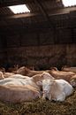 Stieren in de stal van Janine Bekker Photography thumbnail