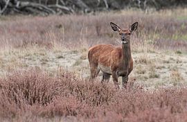 Hoge Veluwe von Marieke Deinum
