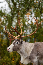 Reindeer