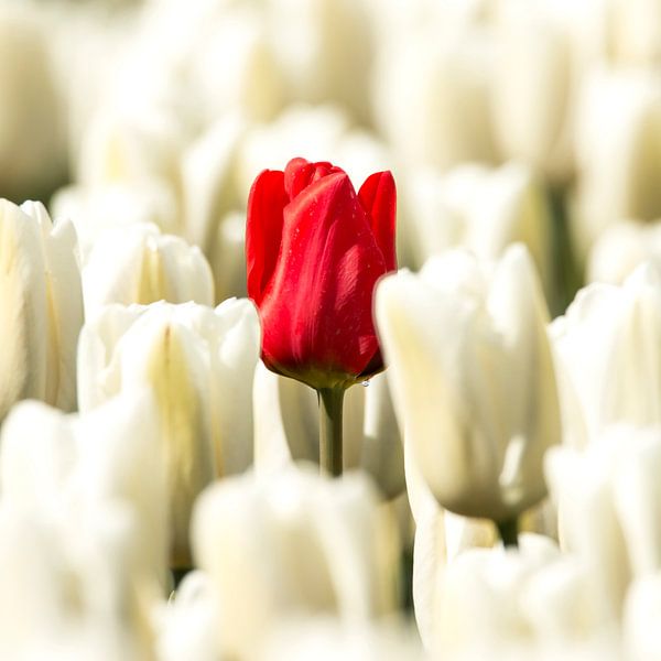 Rode tulp in wit van Gert Hilbink