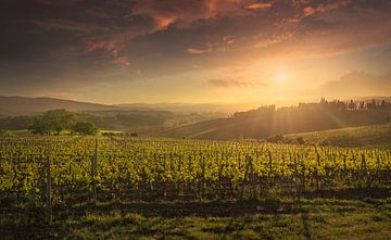 Montalcino wijngaarden bij zonsondergang. Toscane, Italië van Stefano Orazzini