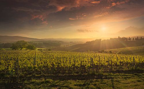 Vignobles de Montalcino au coucher du soleil. Toscane, Italie