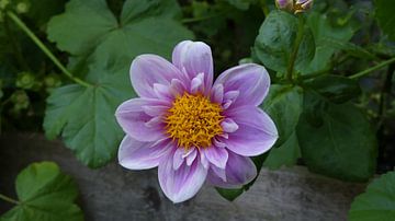 Belle fleur d'été sur Sander Otter