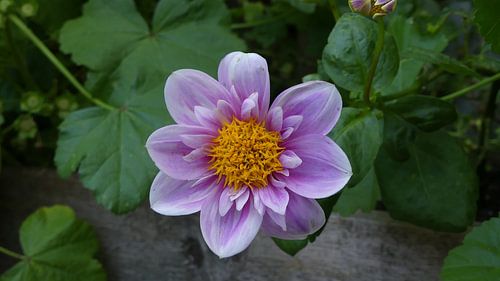Schöne Sommerblume