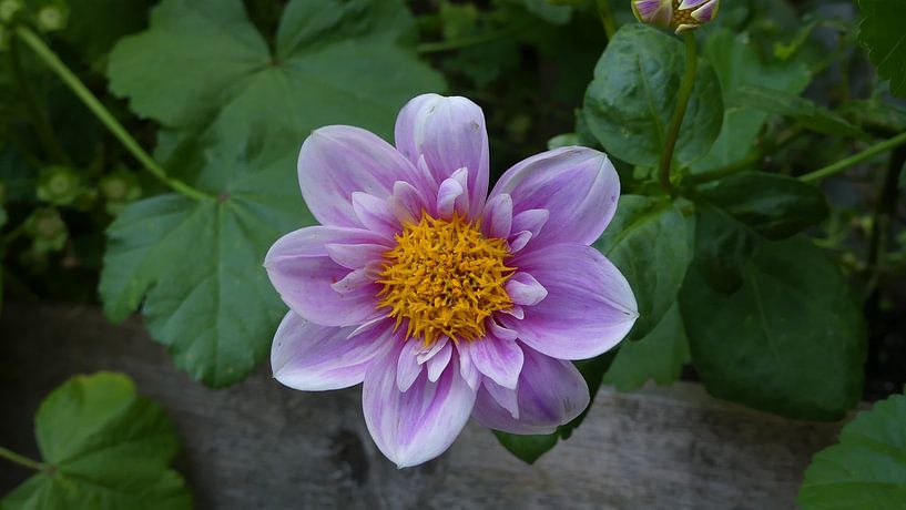 Beautiful Summer Flower by Sander Otter