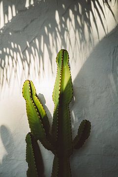 SoCal-Schatten von Bethany Young Photography