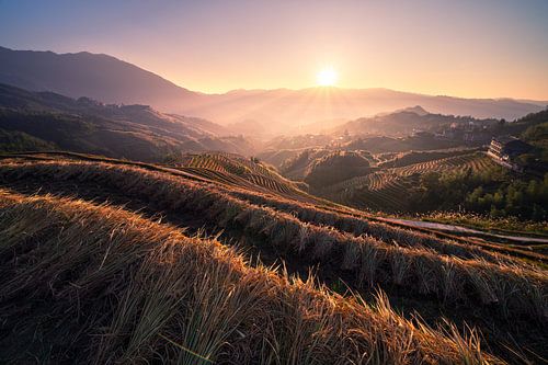 Lever de soleil dans les rizières de Longji en Chine pendant la saison des récoltes sur Maarten Mensink