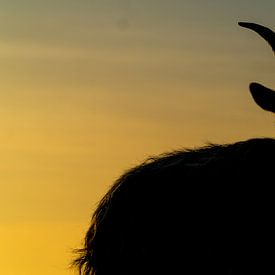Eine Ziege im Sonnenuntergang von Koen Leerink