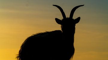 Een geit geniet van de zonsondergang van Koen Leerink